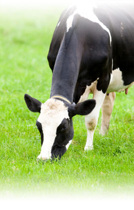 Alimentation animale vache